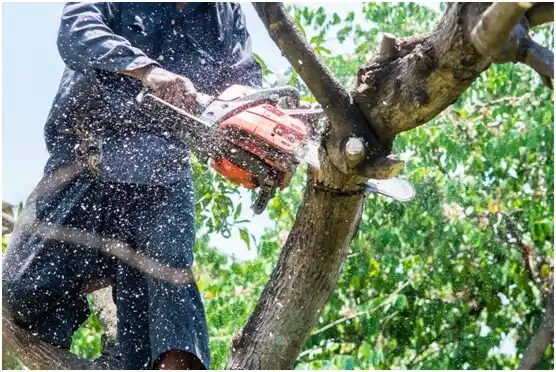 tree services Heilwood